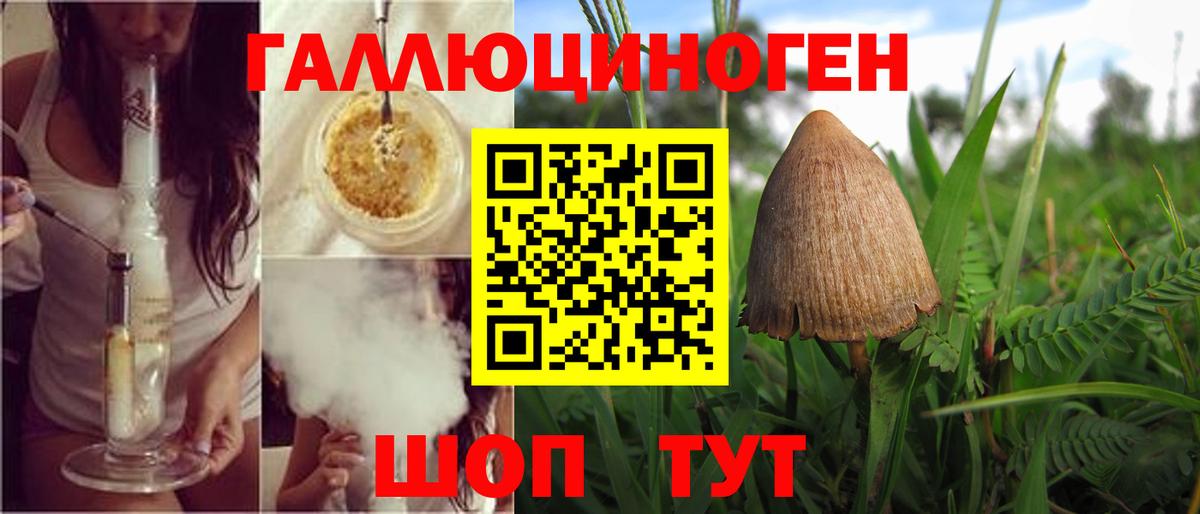 Галлюциногенные грибы Psilocybe Апатиты